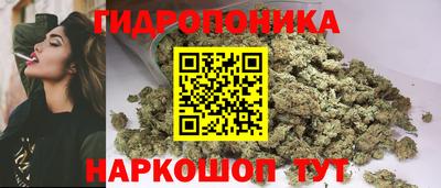 гашик Кингисепп